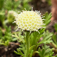 Leptinella pyrethrifolia
